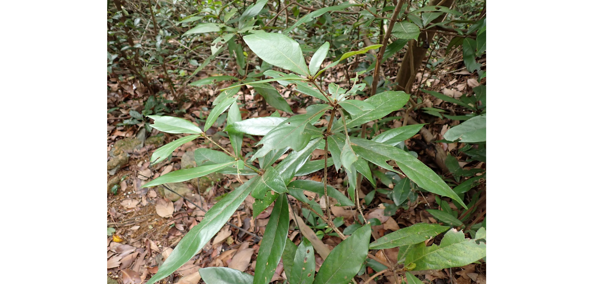 Kháo vòng